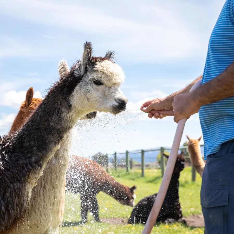 Alpaca & Llama Farm Tour Experience