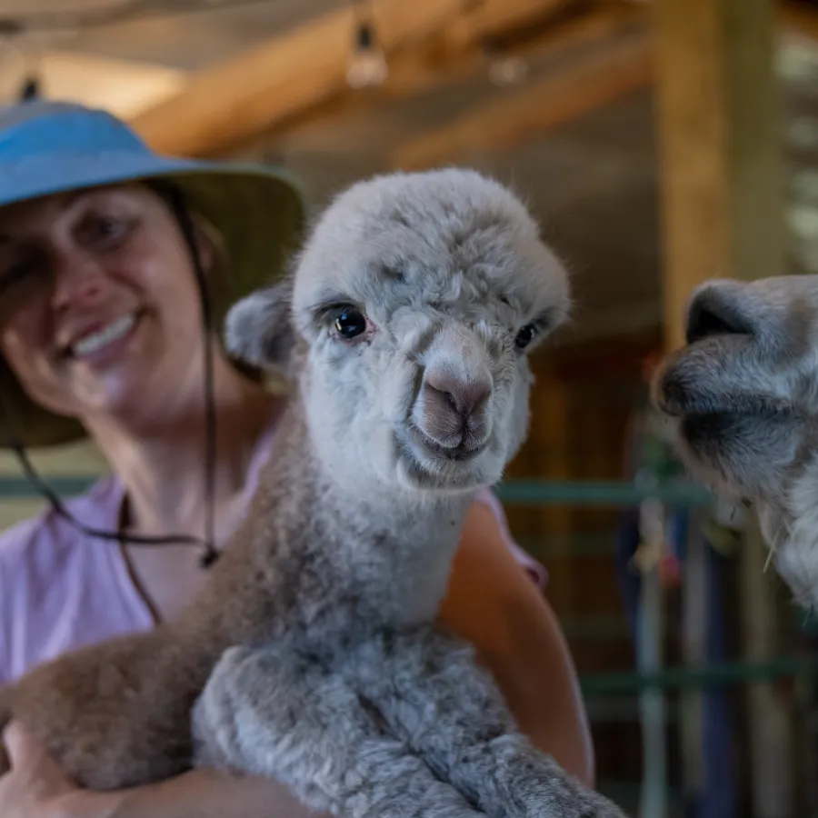 Alpaca & Llama Farm Tour Experience