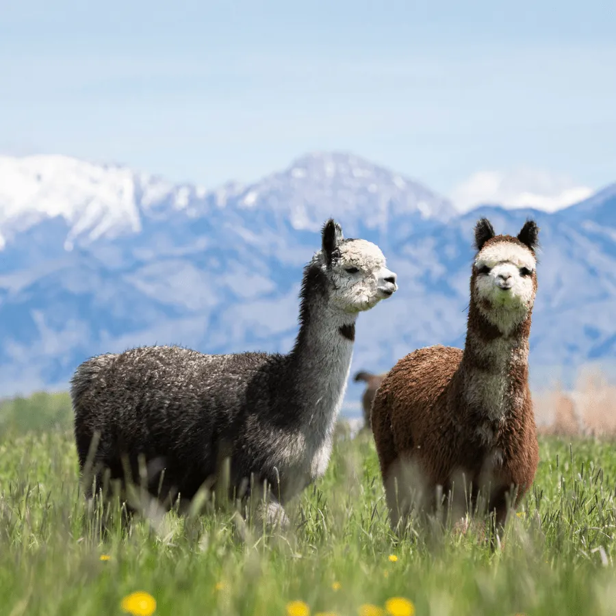 Alpaca & Llama Farm Tour Experience