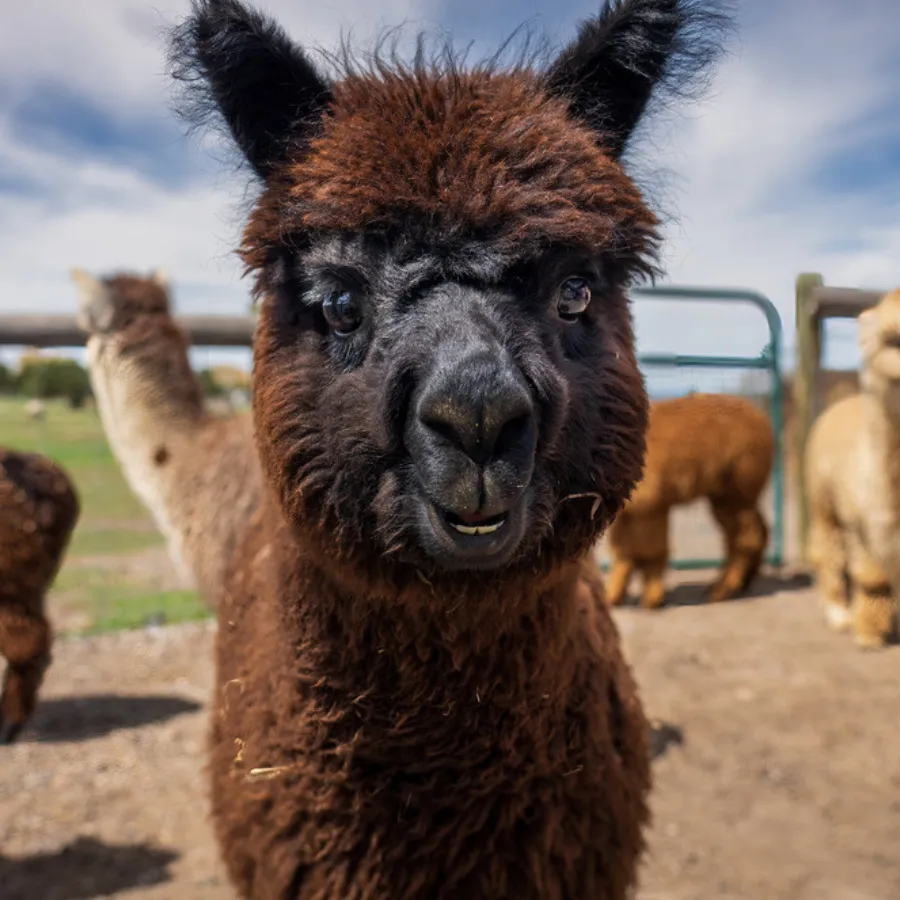 Alpaca & Llama Farm Tour Experience