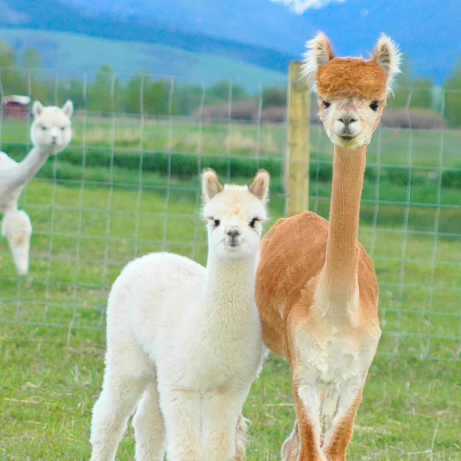 Alpaca & Llama Farm Tour Experience