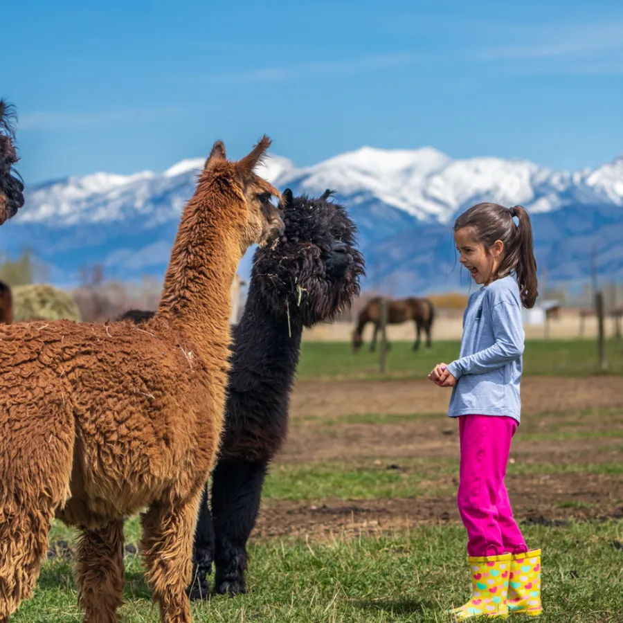 Alpaca & Llama Farm Tour Experience