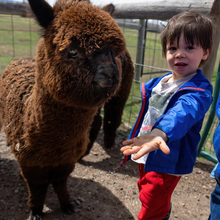 Alpaca & Llama Farm Tour Experience