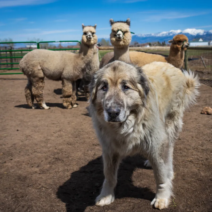 Alpaca & Llama Farm Tour Experience