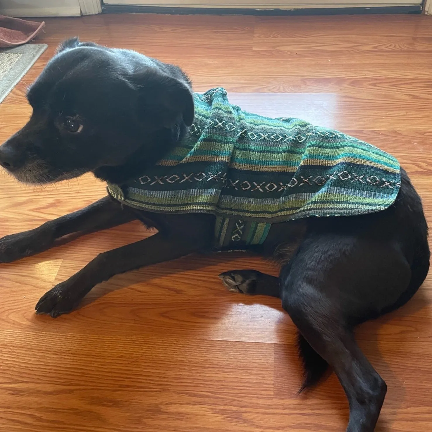 Dog Poncho - Evergreen