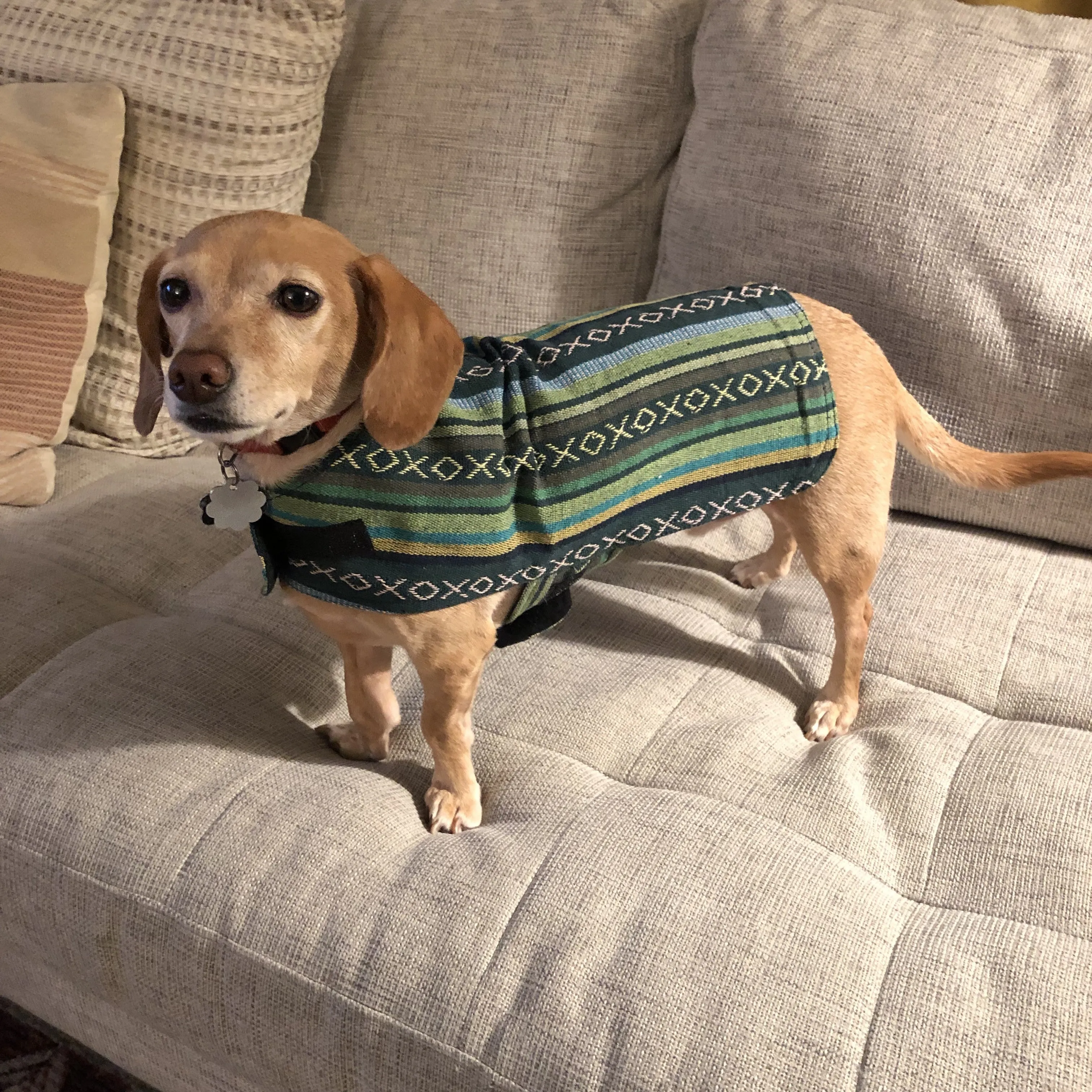 Dog Poncho - Evergreen