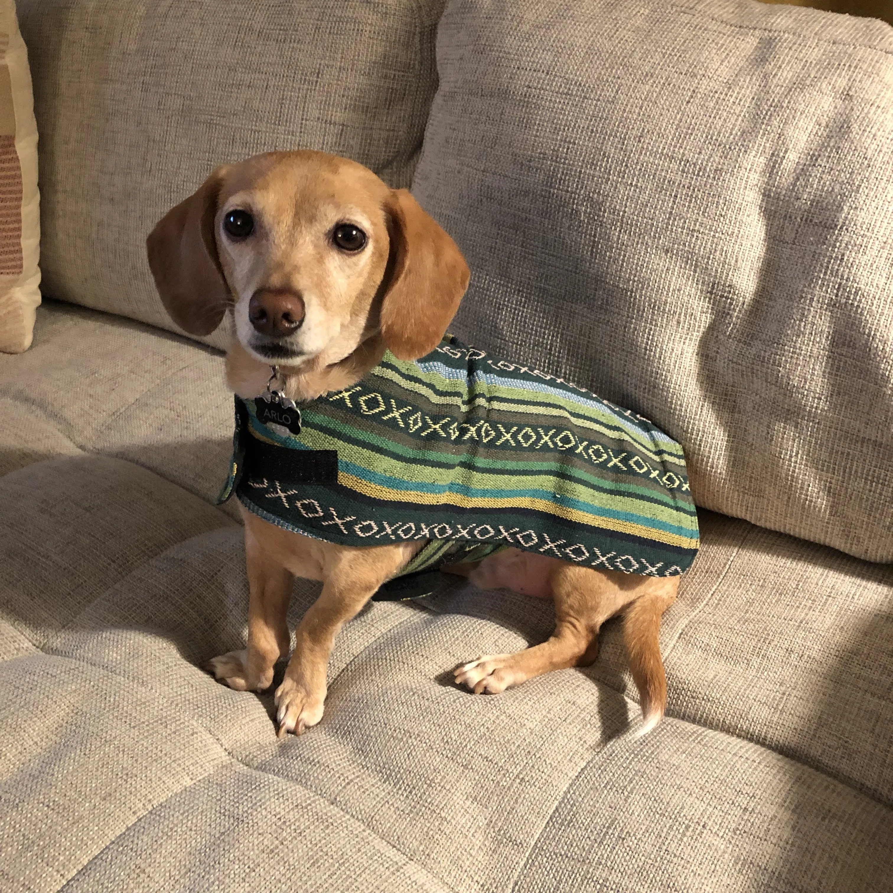 Dog Poncho - Evergreen